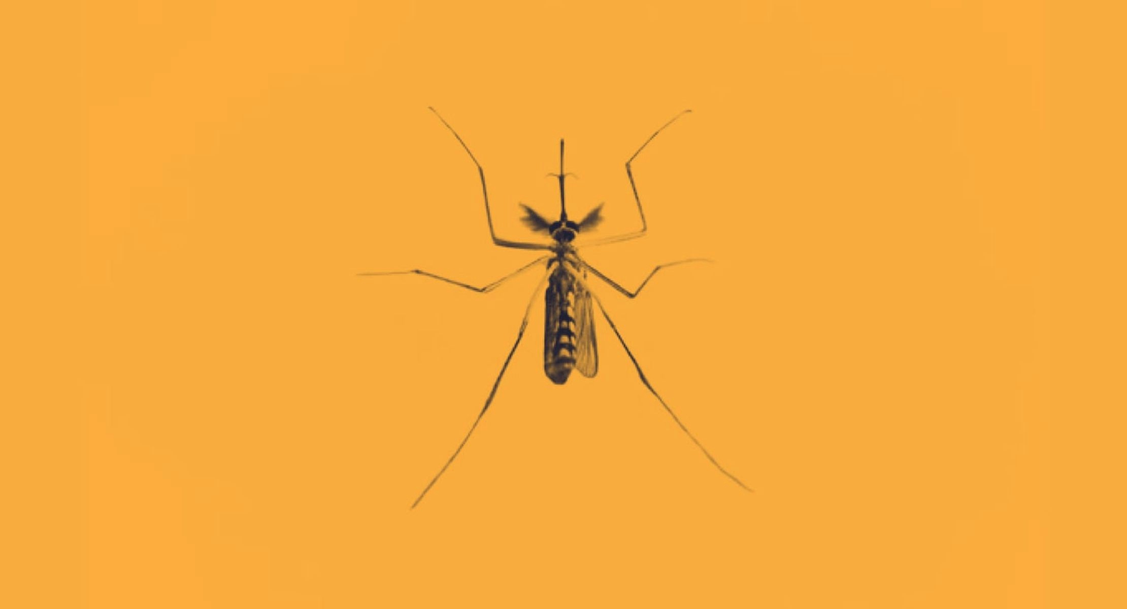 A close up image of a mosquito that sits in the centre of a plain orange background.
